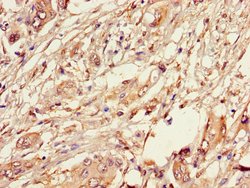 Invitrogen TIP47 Polyclonal Antibody 100 &mu;g; Unconjugated:Antibodies,