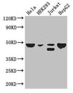 Invitrogen TIP47 Polyclonal Antibody 100 &mu;g; Unconjugated:Antibodies,