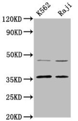 Invitrogen MAGEA2 Polyclonal Antibody 100 &mu;g; Unconjugated:Antibodies,