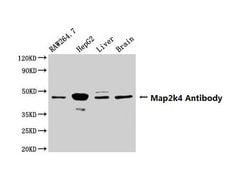 Invitrogen MAP2K4 Polyclonal Antibody 100 &mu;g; Unconjugated:Antibodies,