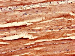 Invitrogen p38 MAPK gamma Polyclonal Antibody 100 &mu;g; Unconjugated:Antibodies,