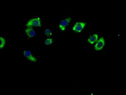 Invitrogen MAS1L Polyclonal Antibody 100 &mu;g; Unconjugated:Antibodies,
