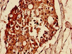Invitrogen MAS1L Polyclonal Antibody 100 &mu;g; Unconjugated:Antibodies,