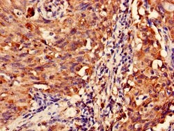 Invitrogen MAS1L Polyclonal Antibody 100 &mu;g; Unconjugated:Antibodies,