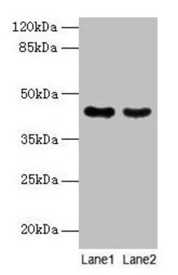 Invitrogen MAS1L Polyclonal Antibody 100 &mu;g; Unconjugated:Antibodies,