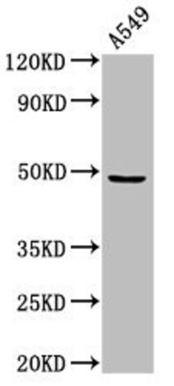 Invitrogen MAZ Polyclonal Antibody 100 &mu;g | Buy Online | Invitrogen&trade; | Fisher Scientific