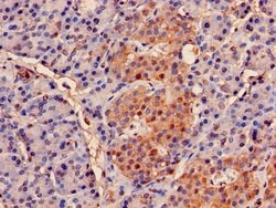 Invitrogen PSMB2 Polyclonal Antibody 100 &mu;g; Unconjugated:Antibodies,