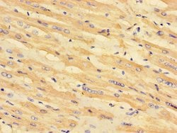 Invitrogen MCD Polyclonal Antibody 100 &mu;g; Unconjugated:Antibodies,