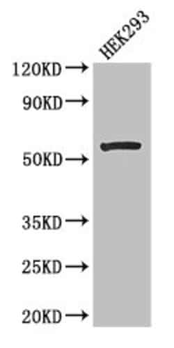 Invitrogen MCD Polyclonal Antibody 100 &mu;g; Unconjugated:Antibodies,