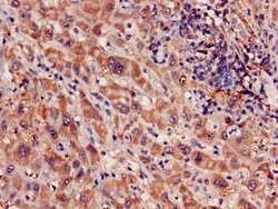 Invitrogen MRPL3 Polyclonal Antibody 100 &mu;g; Unconjugated:Antibodies,