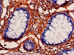 Invitrogen MRPL3 Polyclonal Antibody 100 &mu;g; Unconjugated:Antibodies,