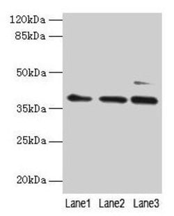 Invitrogen MRPL3 Polyclonal Antibody 100 &mu;g; Unconjugated:Antibodies,