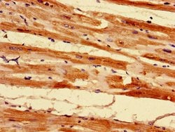 Invitrogen MRPL55 Polyclonal Antibody 100 &mu;g; Unconjugated:Antibodies,