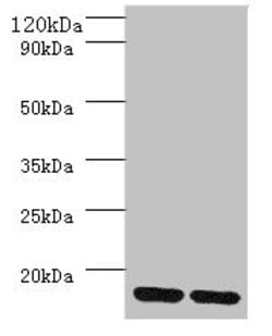 Invitrogen MRPL55 Polyclonal Antibody 100 &mu;g; Unconjugated:Antibodies,