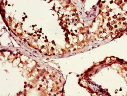 Invitrogen MSH4 Polyclonal Antibody 100 &mu;g; Unconjugated:Antibodies,