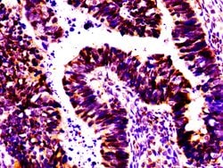 Invitrogen MSX2 Polyclonal Antibody 100 &mu;g; Unconjugated:Antibodies,