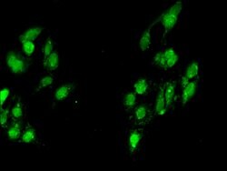 Invitrogen MYF6 Polyclonal Antibody 100 &mu;g; Unconjugated:Antibodies,