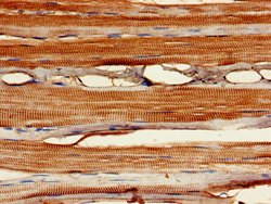 Invitrogen MYF6 Polyclonal Antibody 100 &mu;g; Unconjugated:Antibodies,