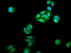 Invitrogen NCDN Polyclonal Antibody 100 &mu;g; Unconjugated:Antibodies,