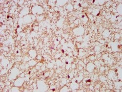 Invitrogen NCDN Polyclonal Antibody 100 &mu;g; Unconjugated:Antibodies,