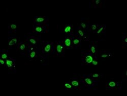 Invitrogen RPA2 Polyclonal Antibody 100 &mu;g; Unconjugated:Antibodies,