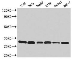 Invitrogen RPA2 Polyclonal Antibody 100 &mu;g; Unconjugated:Antibodies,