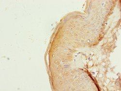 Invitrogen NDUFB10 Polyclonal Antibody 100 &mu;L; Unconjugated:Antibodies,