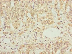Invitrogen NDUFS6 Polyclonal Antibody 100 &mu;L; Unconjugated:Antibodies,
