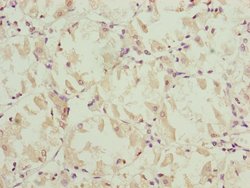 Invitrogen NDUFS6 Polyclonal Antibody 100 &mu;L; Unconjugated:Antibodies,