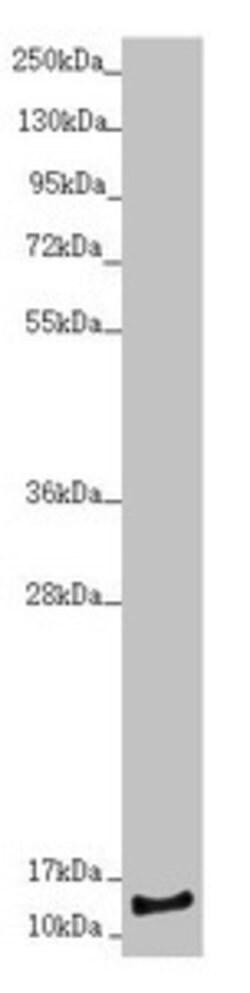 Invitrogen NDUFS6 Polyclonal Antibody 100 &mu;L; Unconjugated:Antibodies,