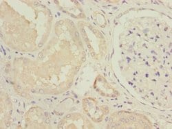 Invitrogen NDUFV1 Polyclonal Antibody 100 &mu;L; Unconjugated:Antibodies,