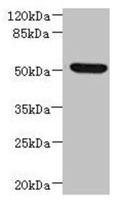 Invitrogen NDUFV1 Polyclonal Antibody 100 &mu;L; Unconjugated:Antibodies,
