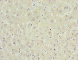 Invitrogen NNMT Polyclonal Antibody 100 &mu;L; Unconjugated:Antibodies,