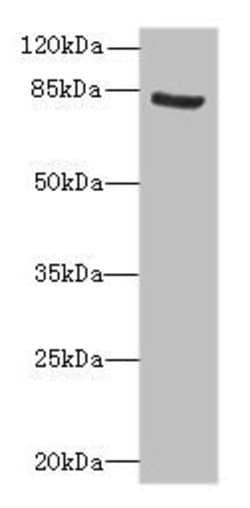 Invitrogen NOL10 Polyclonal Antibody 100 &mu;g; Unconjugated:Antibodies,