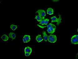 Invitrogen NOMO1 Polyclonal Antibody 100 &mu;g; Unconjugated:Antibodies,