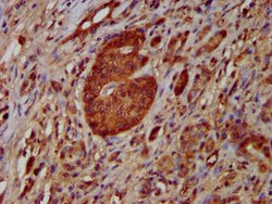 Invitrogen NOMO1 Polyclonal Antibody 100 &mu;g; Unconjugated:Antibodies,