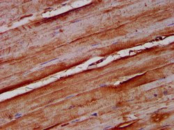 Invitrogen NOMO1 Polyclonal Antibody 100 &mu;g; Unconjugated:Antibodies,