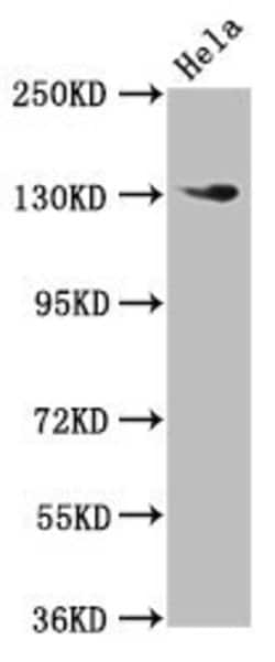 Invitrogen NOMO1 Polyclonal Antibody 100 &mu;g; Unconjugated:Antibodies,