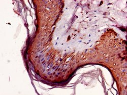 Invitrogen NR2C2AP Polyclonal Antibody 100 &mu;g; Unconjugated:Antibodies,