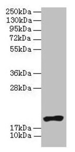 Invitrogen NR2C2AP Polyclonal Antibody 100 &mu;g; Unconjugated:Antibodies,