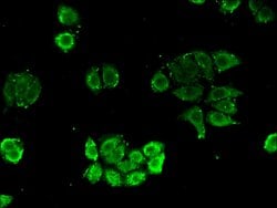 Invitrogen NUDT21 Polyclonal Antibody 100 &mu;g; Unconjugated:Antibodies,