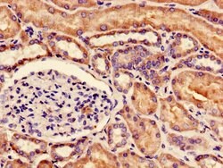 Invitrogen NUDT21 Polyclonal Antibody 100 &mu;g; Unconjugated:Antibodies,
