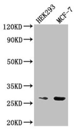 Invitrogen NUDT21 Polyclonal Antibody 100 &mu;g; Unconjugated:Antibodies,