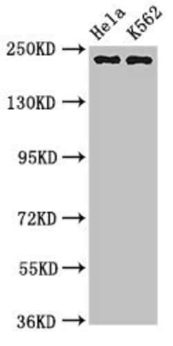 Invitrogen NuMA Polyclonal Antibody 100 &mu;g; Unconjugated:Antibodies,