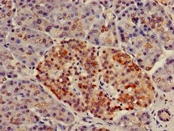 Invitrogen NUP107 Polyclonal Antibody 100 &mu;g; Unconjugated:Antibodies,