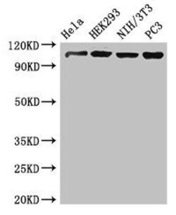 Invitrogen NUP107 Polyclonal Antibody 100 &mu;g; Unconjugated:Antibodies,