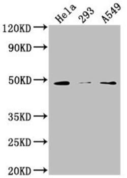 Invitrogen NXN Polyclonal Antibody 100 &mu;L; Unconjugated:Antibodies,