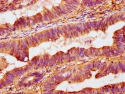 Invitrogen OMD Polyclonal Antibody 100 &mu;g; Unconjugated:Antibodies,