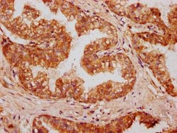 Invitrogen OMD Polyclonal Antibody 100 &mu;g; Unconjugated:Antibodies,