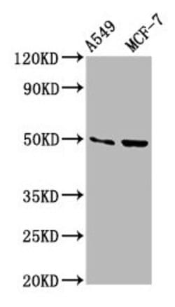 Invitrogen OMD Polyclonal Antibody 100 &mu;g; Unconjugated:Antibodies,